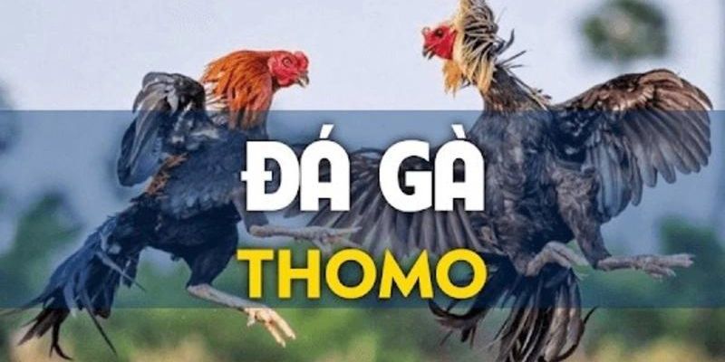 Tìm hiểu khái niệm về trực tiếp đá gà Thomo